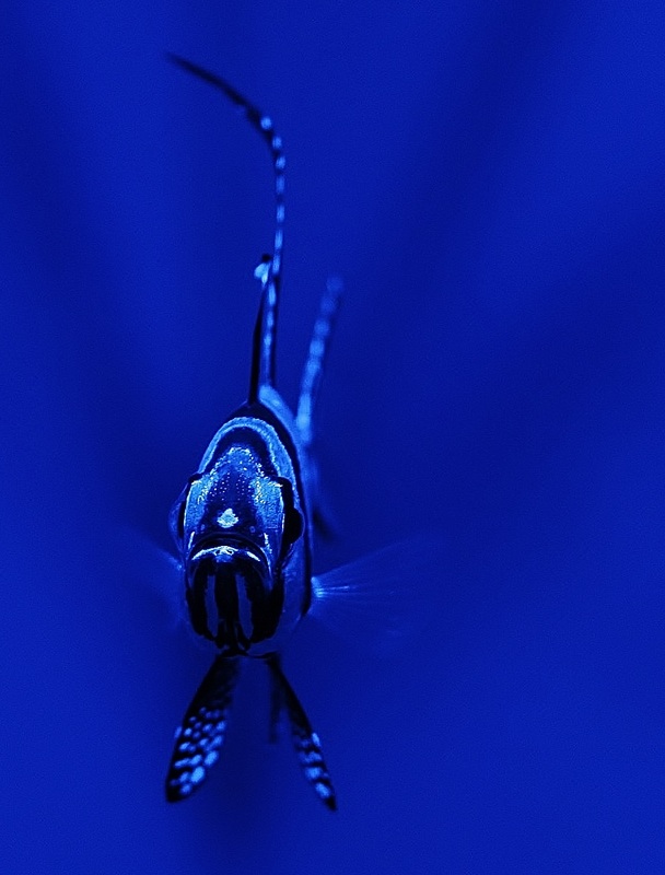 New pajama cardinalfish settle in at Bristol Aquarium this January