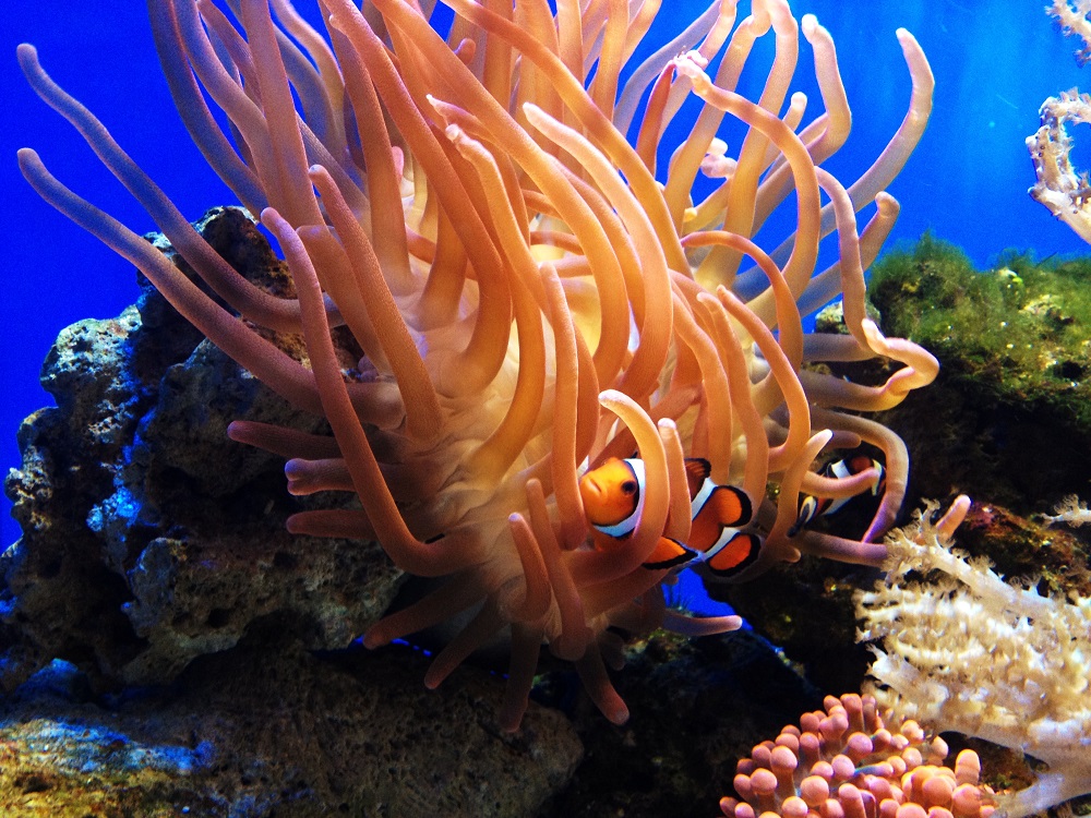 Explore the Ocean: What Lives in a Coral Reef?