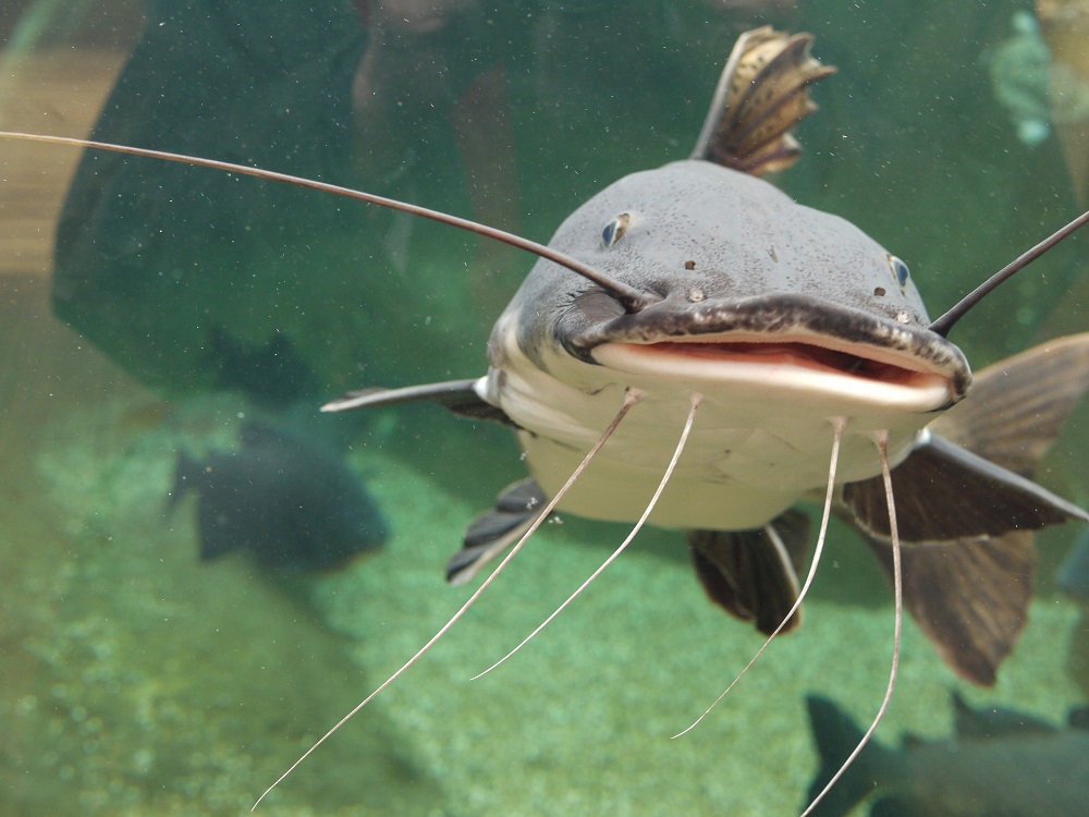 AQUARIUM WARNS BIG FISH ARE A GROWING PROBLEM