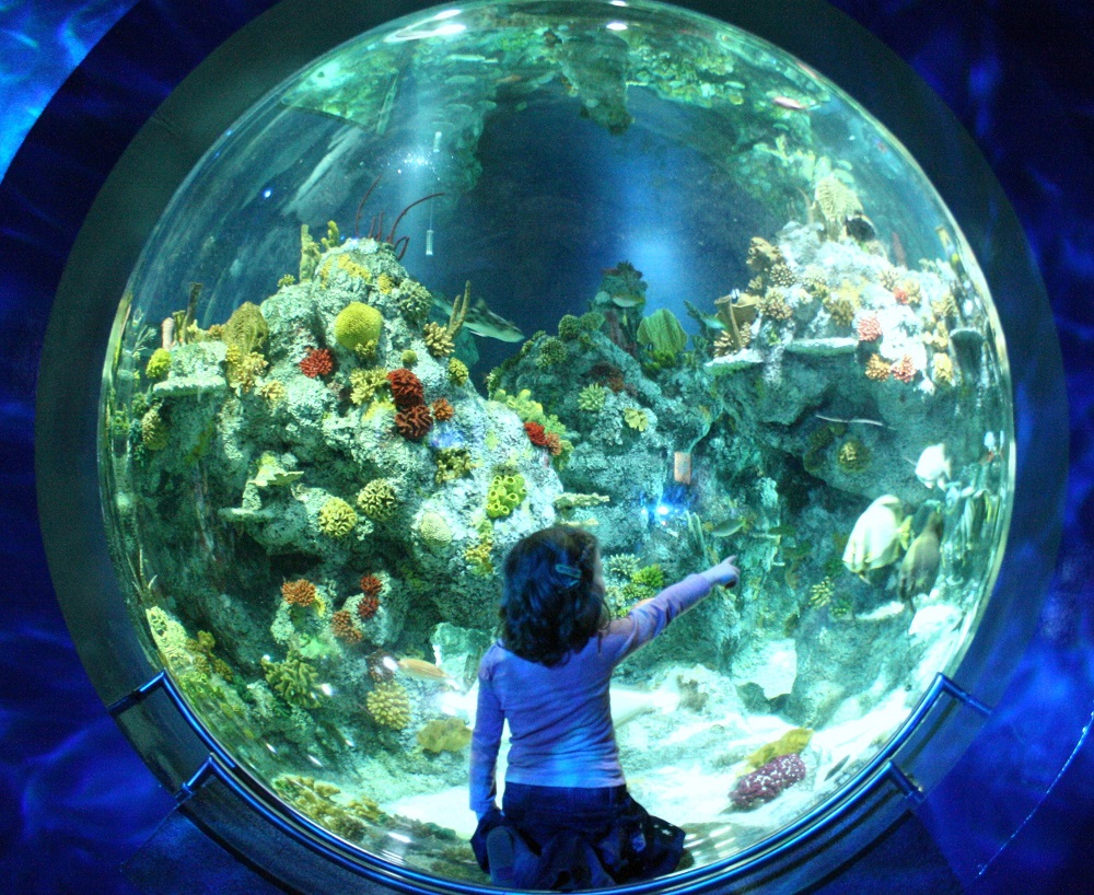 EELS ENJOYING NEW BOLT HOLES AT AQUARIUM