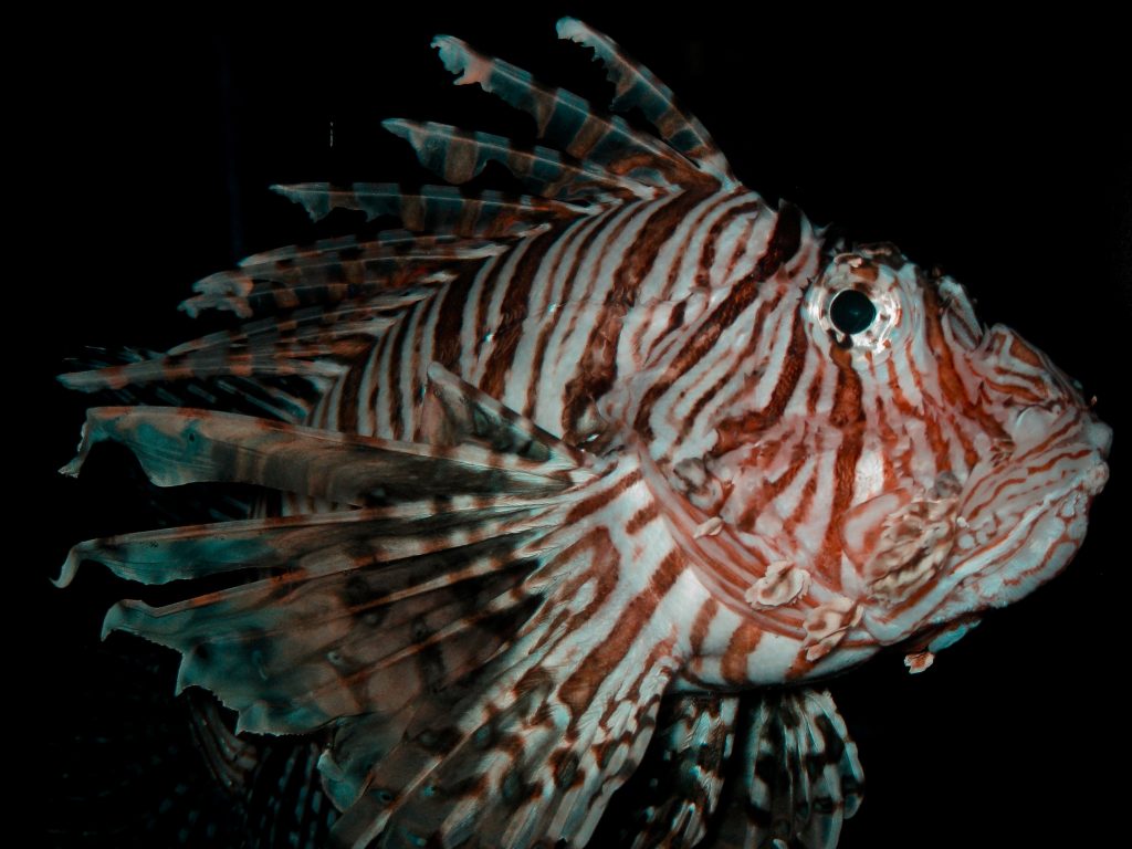 Deeply Creepy at Bristol Aquarium