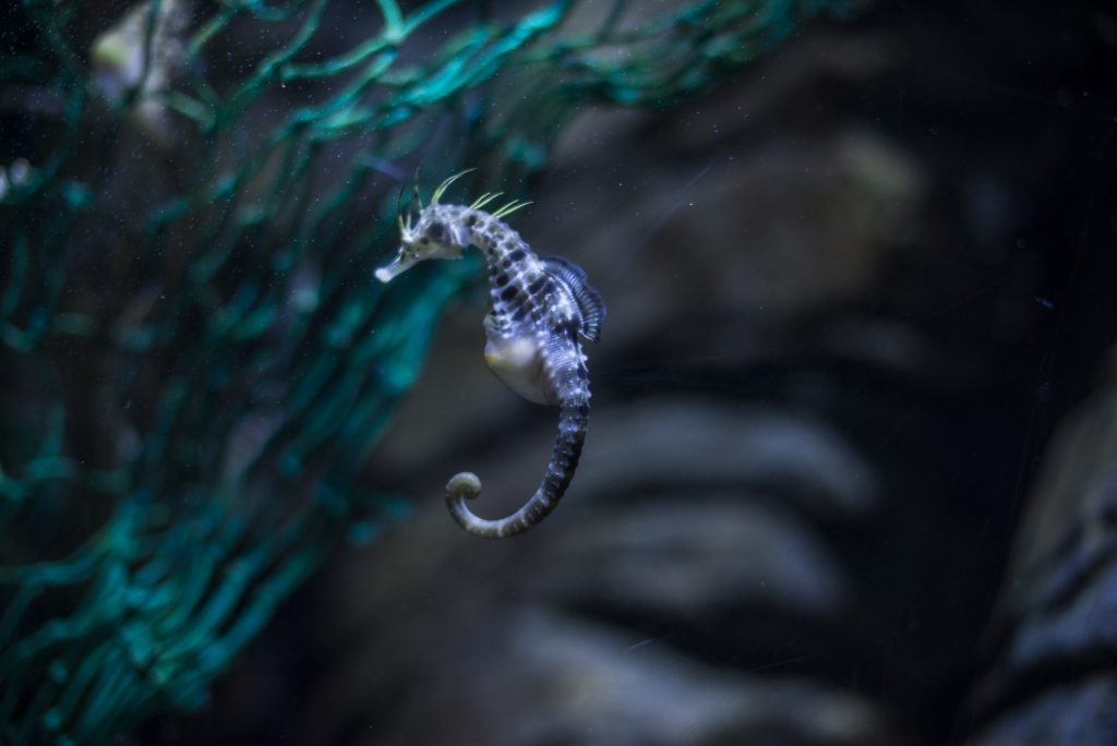 Seahorses: Creature Case Study