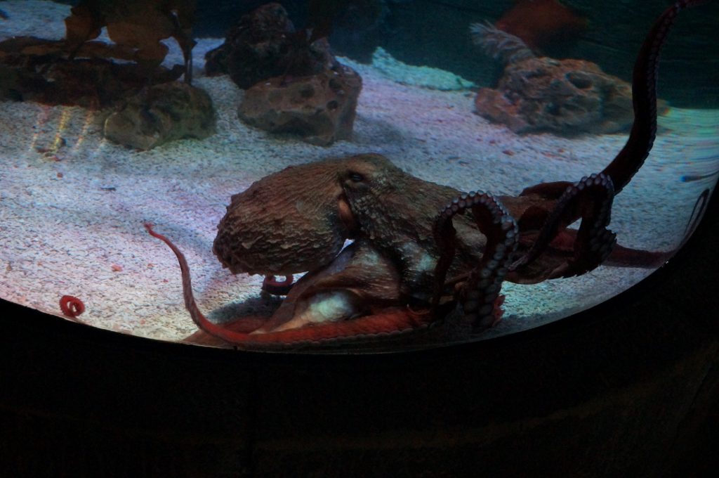 New ‘baby’ Octopus goes on display at Bristol Aquarium