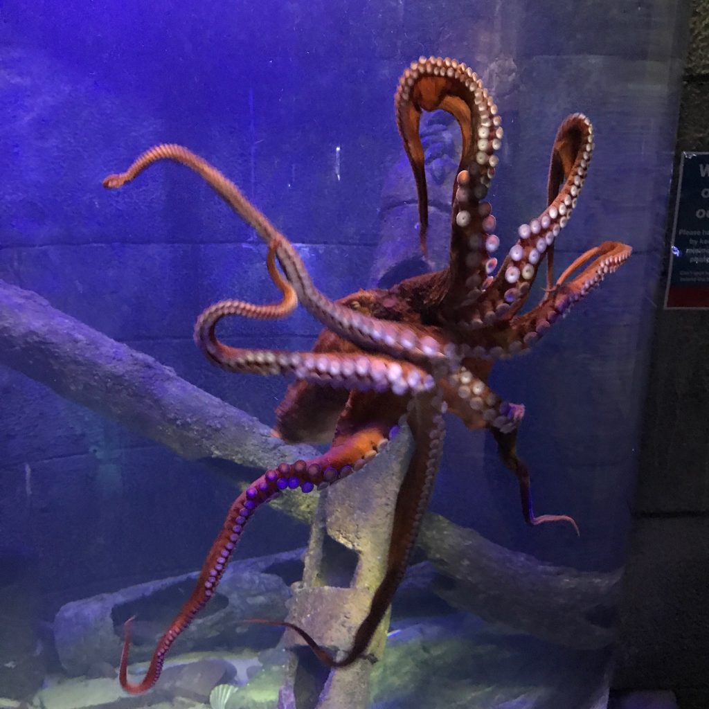 10 Octopus Facts You Won’t Believe