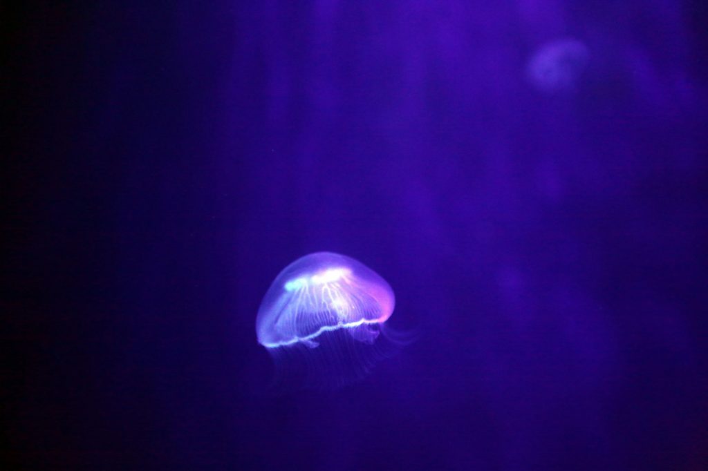 Exotic Jellyfish