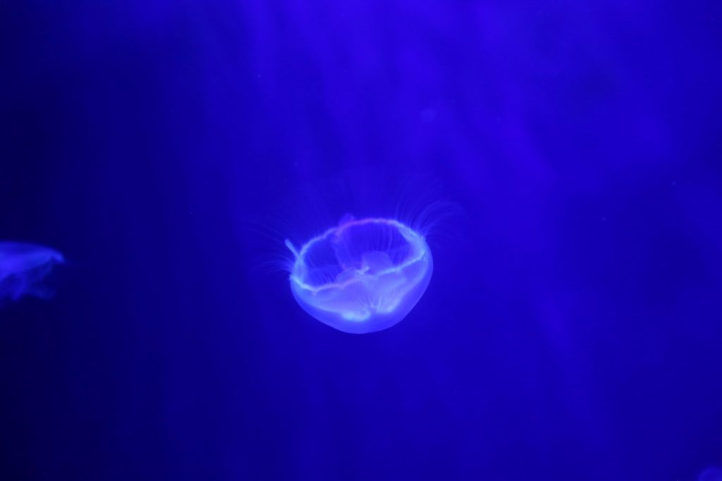 Bristol Aquarium ‘over the moon’ with Moon Jellyfish breeding success