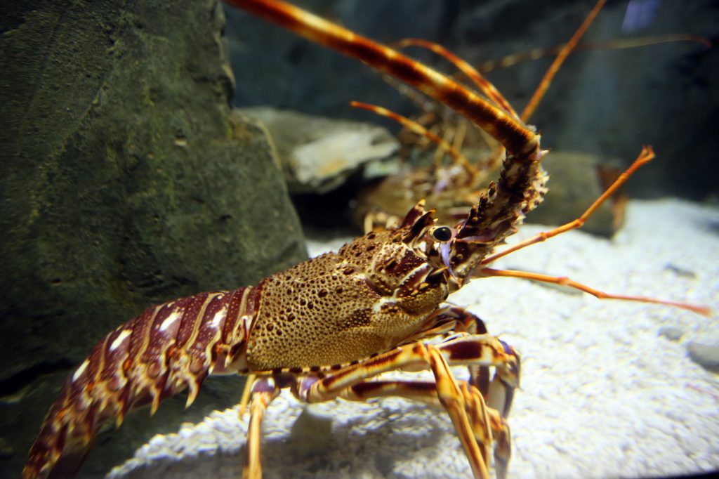 Spiny lobsters