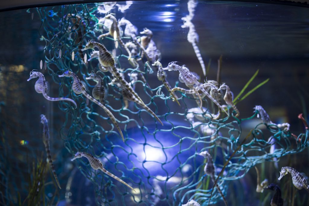 Bristol Aquarium invites visitors to take stock