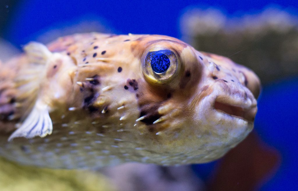 Bristol Aquarium displays a cute young pufferfish!