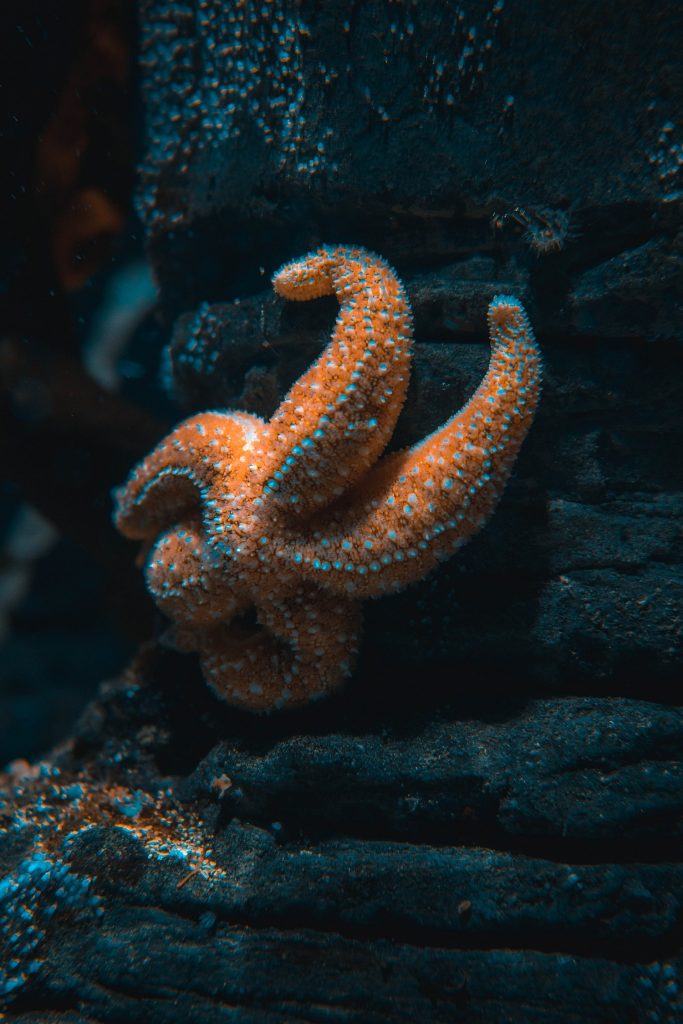 SEVERED STARFISH LEG GROWING A NEW BODY