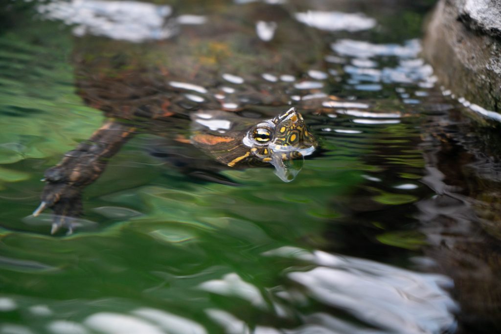 Celebrate H-2-WOAH with Bristol Aquarium this May Half Term