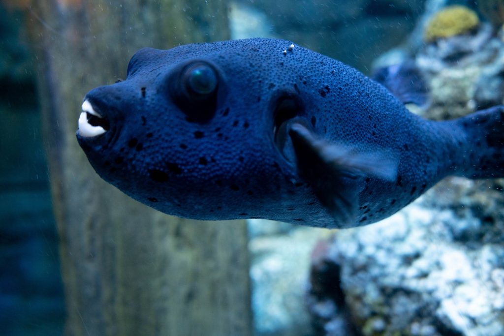 Bristol Aquarium sadly loses popular puffer fish