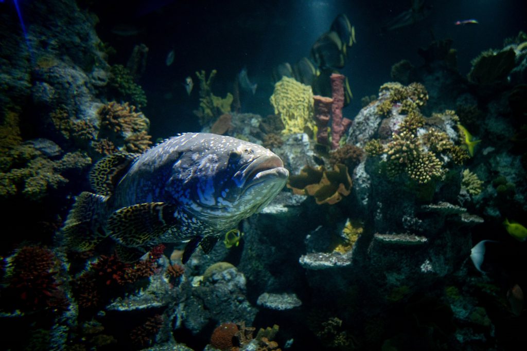 Giant Grouper at Bristol Aquarium