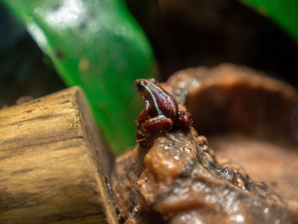 ENDANGERED DART FROGS BORN AT AQUARIUM