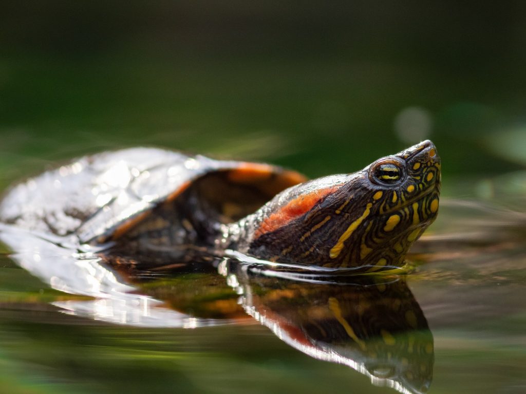 Bristol Aquarium welcomes a side-necked turtle!